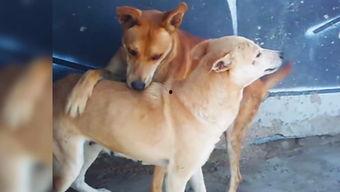 国产母狗视频vk,揭秘真实情感与生活瞬间