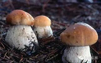 牛肝菌采摘德国产品视频,探寻大自然的馈赠