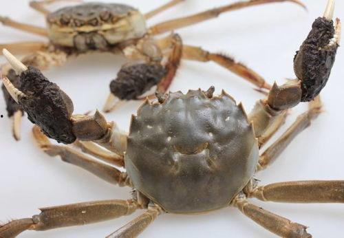 国产小螃蟹怎么排油视频,轻松烹饪健康美味佳肴