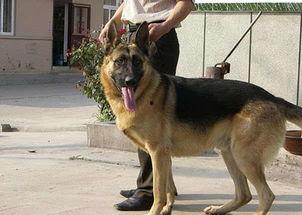 国产狼狗视频,勇猛忠诚，守护家园的忠诚卫士