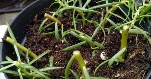 爱草扦插视频在线观看国产,爱草扦插视频，教你轻松掌握植物繁殖技巧