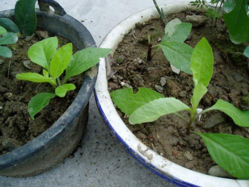 爱草扦插视频在线观看国产,爱草扦插视频，教你轻松掌握植物繁殖技巧