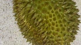 国产开榴莲翻车现场视频,意外连连，笑料百出