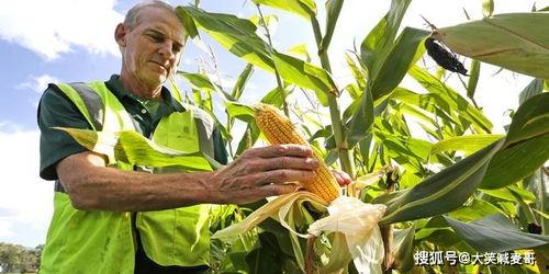 美国产玉米视频