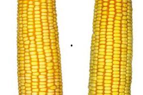 美国产玉米视频